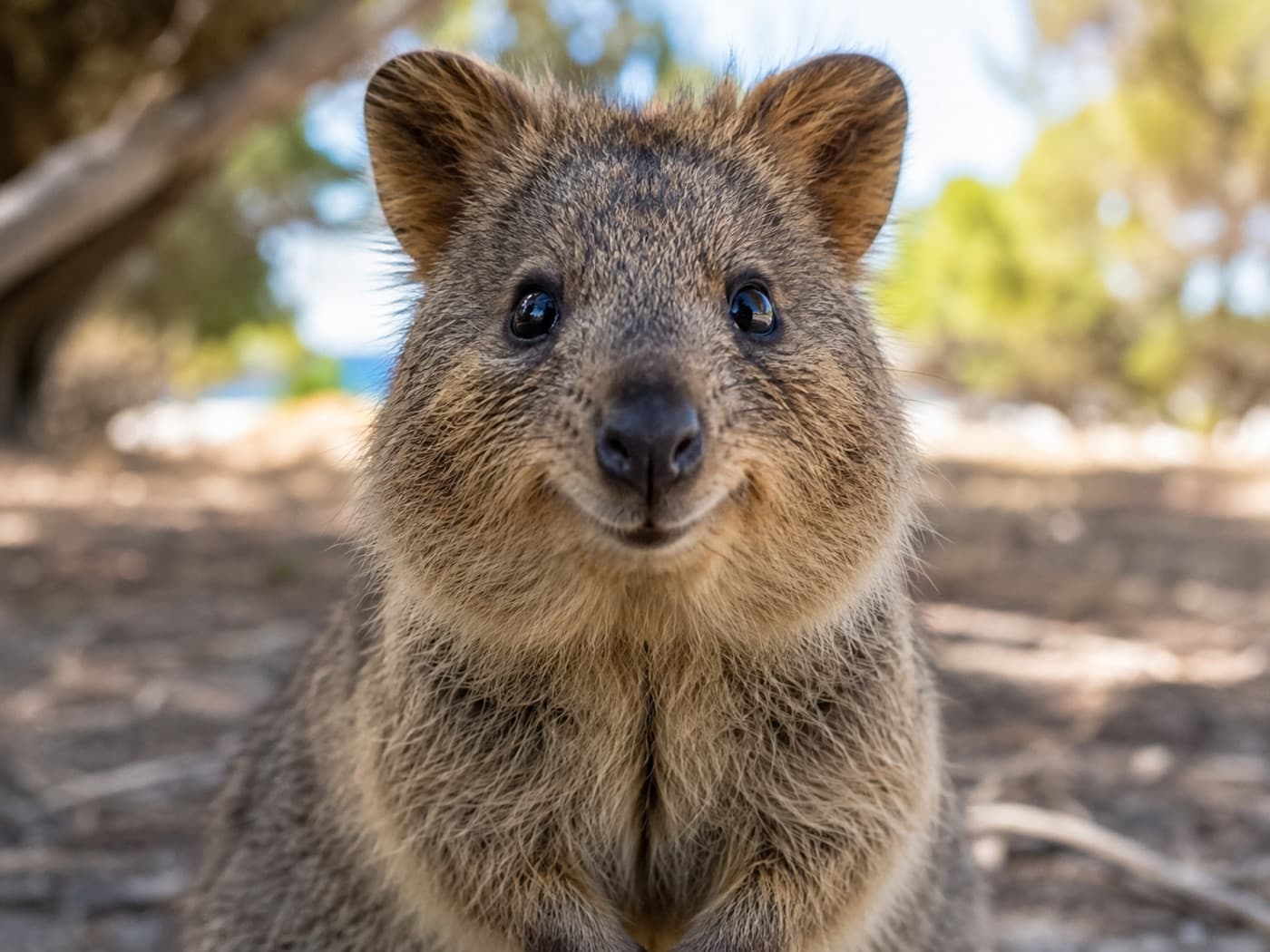 The quokka